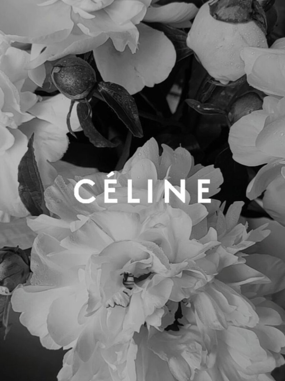 Celine - Picture 1 of 1
